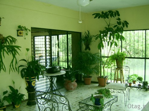 تاثیر استفاده از گل و گیاه آپارتمانی طبیعی در دکوراسیون منزل