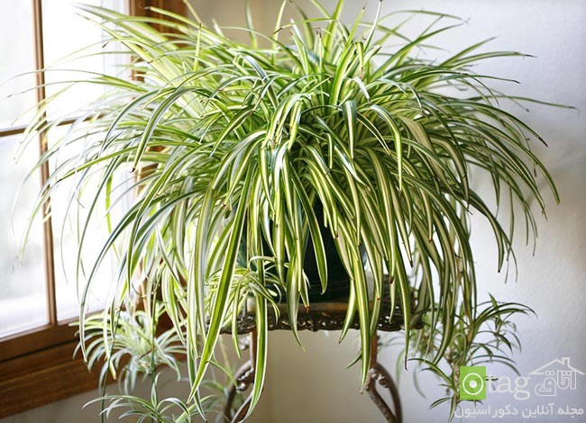 آشنایی با 10 گیاه زیبای آپارتمانی برای تصفیه هوای خانه