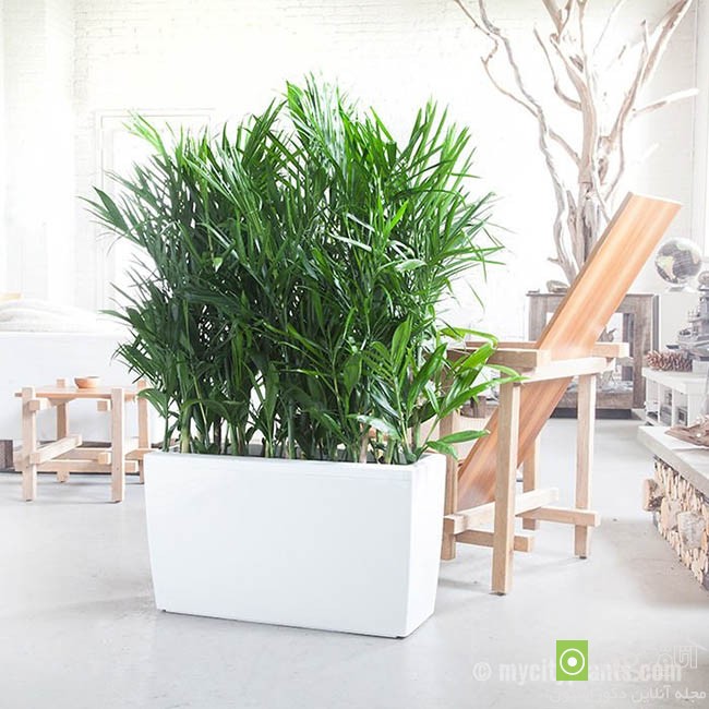 آشنایی با 10 گیاه زیبای آپارتمانی برای تصفیه هوای خانه