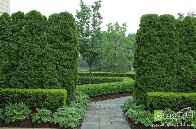 مناسب ترین گیاهان برای حصار دور حیاط خانه بهمراه عکس مناسب ترین گیاهان برای حصار دور حیاط خانه بهمراه عکس