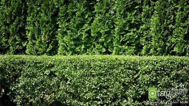 مناسب ترین گیاهان برای حصار دور حیاط خانه بهمراه عکس مناسب ترین گیاهان برای حصار دور حیاط خانه بهمراه عکس