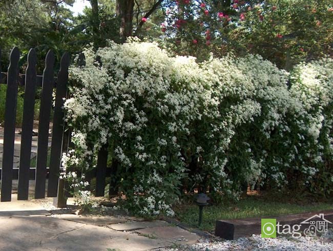 مناسب ترین گیاهان برای حصار دور حیاط خانه بهمراه عکس مناسب ترین گیاهان برای حصار دور حیاط خانه بهمراه عکس