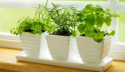 آشنایی با گیاهان زینتی و آپارتمانی ضد پشه و حشرات گزنده