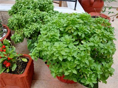 آشنایی با گیاهان زینتی و آپارتمانی ضد پشه و حشرات گزنده