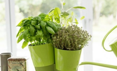 گلدان تزیینی مدرن برای گیاهان دارویی و خوشبو در داخل منزل